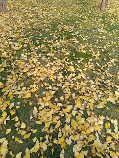 金黄银杏叶铺满地面美景