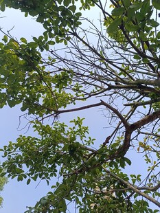 仰视繁茂树枝与蓝天