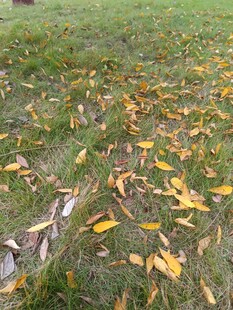 草地上的缤纷落叶