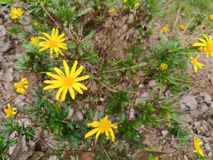 黄色小花绽放于土地间