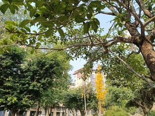 繁茂树林中的自然景致