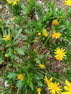 地面绽放的黄色小花