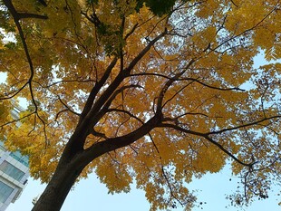 秋日金黄银杏树树冠