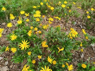 野外绽放的黄色小花