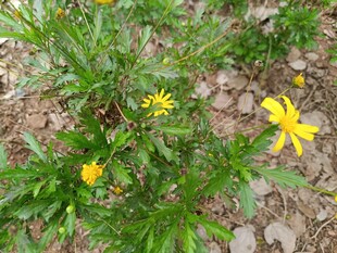 黄色小花绽放于绿植间