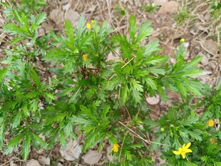 石缝间的绿色小花