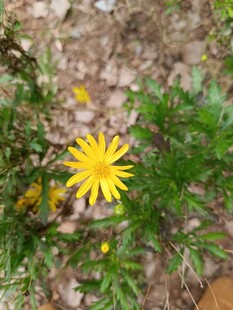 黄色小花绽放于绿叶间