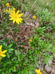 草丛中的黄色小花绽放