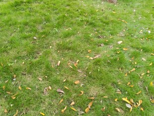 嫩绿草地散落枯黄树叶