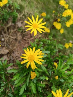 黄色小花绽放于绿叶间