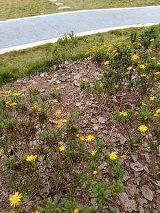 路边绽放的黄色小花