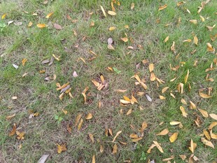 草地上的散落黄叶