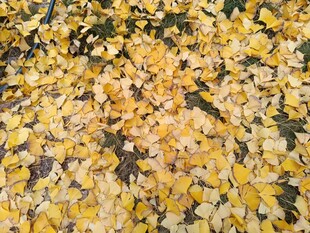 金黄银杏叶铺满地面