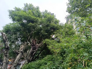 繁茂山林中的葱郁树木