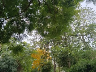 林间绽放的黄色花朵