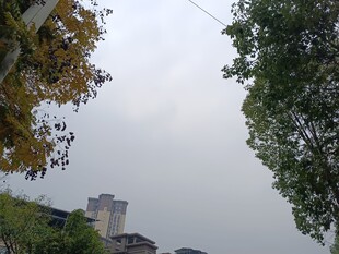 秋日城市树梢间的景致