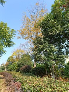 秋日园林绿植景观
