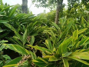 茂密葱郁的热带植物景观