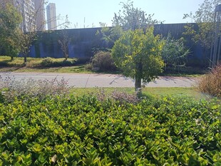 城市中绿意盎然的园林景观