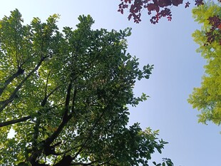 仰视葱郁树木与蓝天