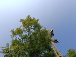 树梢上的监控设备