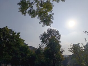 阳光洒落林间的清新景致