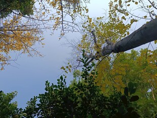 仰观秋日树梢景致