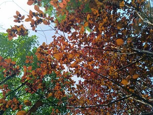 秋日红枫叶林美景