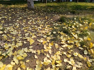 秋日落叶铺就斑斓地面