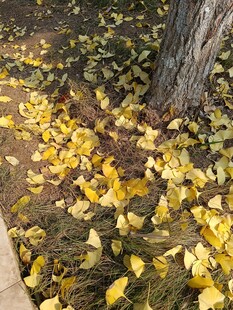 树下银杏落叶美景