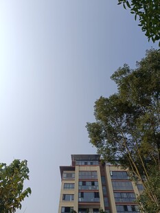 高楼旁绿树映衬的景致