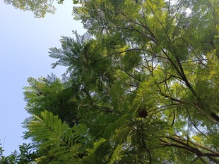 仰视葱郁树木蓝天