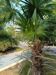 路边挺拔的棕榈树