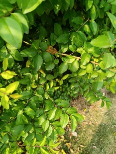 绿叶繁茂的生机景象