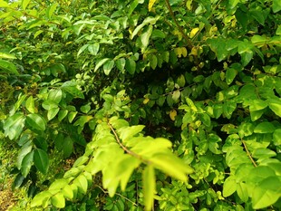 翠绿繁茂的植物叶片景观