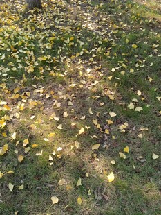 秋日草地落叶美景