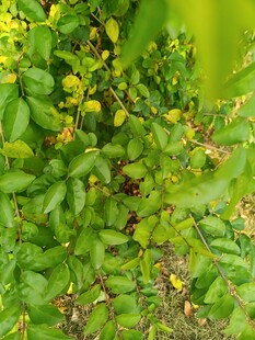 绿叶丛中的黄色果实