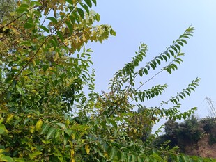 绿叶繁茂的树梢风景