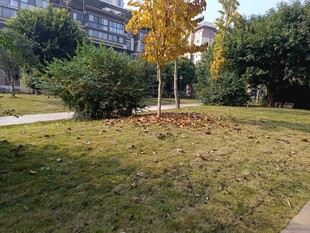 秋日草坪旁的树木景观