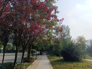 秋日林荫小道美景