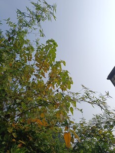 枝头绿叶映蓝天