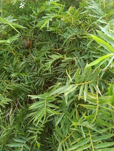 茂密翠绿的热带植物景观