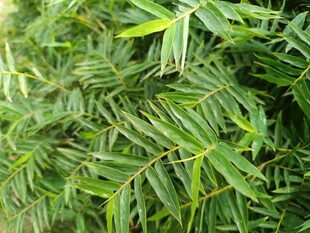 翠绿繁茂的羽状叶片植物