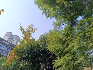 秋日绿树与远处建筑景观