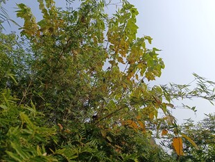 绿叶繁茂的生机景象