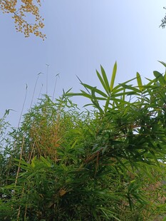 蓝天映衬下的翠绿竹林