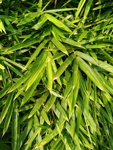 翠绿竹叶特写