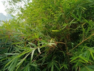 翠绿竹林中的生机景象