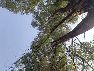 仰视繁茂大树枝干