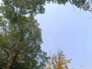 林间树梢望蓝天